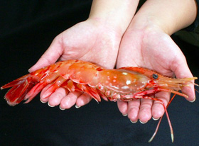 北海道特産品 海の幸 刺身用特大ボタンエビ(500g 9~10尾前後入) 【送料込み】