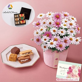 【母の日2025】マーガレット さくらべーる と「ホテルオークラ」洋菓子詰合せと フラワーギフト 花【送料込み】【二重包装不可】【お届け不可地域：離島】【お届け日時指定不可】_81034