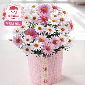 【母の日2026】【早期お届け】 マーガレット さくらべーる 鉢花 花【送料込み】【二重包装不可】【お届け不可地域：離島】【お届け日時指定不可】_71001