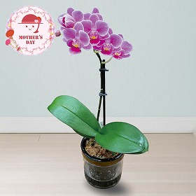 【母の日2026】マイクロ胡蝶蘭 ピコ 鉢花 花【送料込み】【二重包装不可】【お届け不可地域：離島】【お届け日時指定不可】_81024