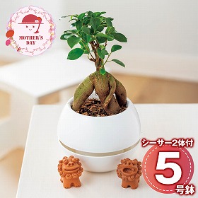 【母の日2026】ガジュマル シーサー 観葉植物【送料込み】【二重包装不可】【お届け不可地域：離島】【お届け日時指定不可】_81030