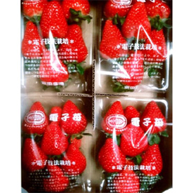 電子技法栽培で育てたこだわり苺「ゆめのか 4パック(2L~4Lサイズ)」 〈期間限定:1月~4月〉【送料込み】【代引き不可】【お届け希望日指定不可】
