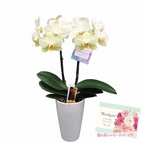 【母の日2025】胡蝶蘭 カーリー 鉢花 花 フラワーギフト【送料込み】【二重包装不可】【お届け不可地域：離島】【お届け日時指定不可】_81025