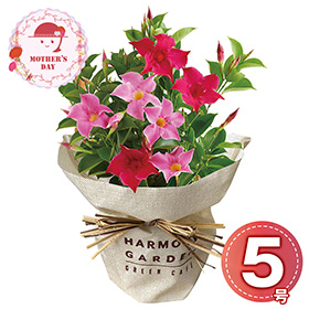 【母の日2026】マンデビラ リップギャル 1853-975 フラワー 花【送料込み】【二重包装不可】【お届け不可地域：北海道・沖縄・離島】【お届け日時指定不可】