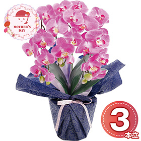 【母の日2026】アーティフィシャルフラワー ミニ胡蝶蘭3本立ち ダークラベンダー 25-MD-06-DL 1852-137【送料込み】【お届け不可地域：北海道・沖縄・離島】【お届け日時指定不可】