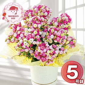 【母の日2026】カランコエ メイリーブーケ 鉢花 花【送料込み】【二重包装不可】【お届け不可地域：離島】【お届け日時指定不可】_81011