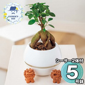 【父の日2026】ガジュマル シーサー 観葉植物【送料込み】【二重包装不可】【お届け不可地域：離島】【お届け日時指定不可】_91001