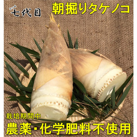 京都産 「朝掘り」タケノコ 約2kg 栽培期間中農薬不使用 【期間限定：3月下旬～4月上旬より順次出荷予定】【お届け日指定不可】【送料込み】【お届け不可地域：北海道・沖縄・離島】