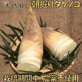 京都産 「朝掘り」タケノコ 約2kg 栽培期間中農薬不使用 【期間限定：3月下旬～4月上旬より順次出荷予定】【お届け日指定不可】【送料込み】【お届け不可地域：北海道・沖縄・離島】