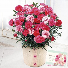 【母の日2025】カーネーション さくらもなか フラワーギフト 花【送料込み】【二重包装不可】【お届け不可地域:離島】【お届け日時指定不可】_81006