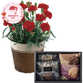 【母の日2026】カーネーションレッド4号&ホテルオークラ ケーキ＆ブラウニー＆クッキーアソート セット 1853-987【送料込み】【お届け不可地域：北海道・沖縄・離島】【お届け日時指定不可】