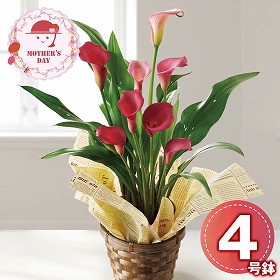 【母の日2026】カラー チェリーソルベ 鉢花 花【送料込み】【二重包装不可】【お届け不可地域：離島】【お届け日時指定不可】_81017