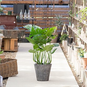 観葉植物 モンステラ 7号 陶器鉢カバー付き【送料込み】