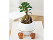 【母の日2025】ガジュマル シーサー 観葉植物【送料込み】【二重包装不可】【お届け不可地域：離島】【お届け日時指定不可】_81027