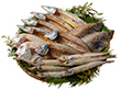 【父の日2025】山陰海鮮一夜干しセット 6366-50 4997-487 魚介 干物【送料込み】【二重包装不可】【お届け不可地域：北海道・沖縄・離島】【お届け日時指定不可】