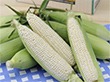 北海道産 ホワイトコーン 10本【送料込み】【二重包装不可】【お届け日指定不可】【お届け不可地域：沖縄・離島】