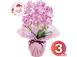 【母の日2026】アーティフィシャルフラワー ミニ胡蝶蘭3本立ち フレッシュピンク 25-MD-06-FP 1852-113【送料込み】【お届け不可地域：北海道・沖縄・離島】【お届け日時指定不可】