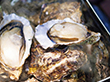 広島牡蠣のカンカン焼き 貝 カキ【送料込み】【二重包装不可】【お届け不可地域：離島】