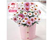 【母の日2026】【早期お届け】 マーガレット さくらべーる 鉢花 花【送料込み】【二重包装不可】【お届け不可地域：離島】【お届け日時指定不可】_71001
