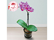 【母の日2026】マイクロ胡蝶蘭 ピコ 鉢花 花【送料込み】【二重包装不可】【お届け不可地域：離島】【お届け日時指定不可】_81024